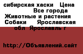 l: сибирская хаски › Цена ­ 10 000 - Все города Животные и растения » Собаки   . Ярославская обл.,Ярославль г.